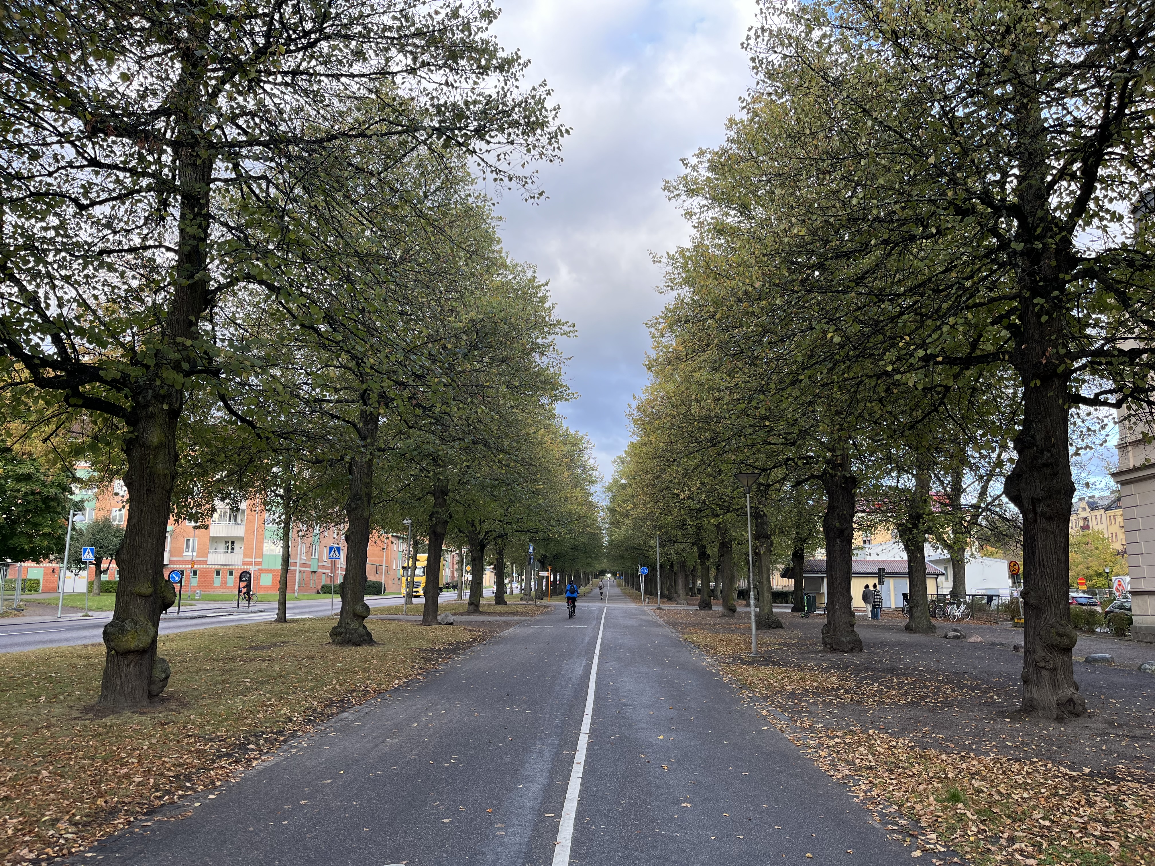 Södra promenaden i Norrköping. En cykelväg med höga lindträd på båda sidor skapar en allé.