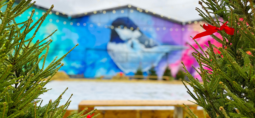 Mellan två granar syns en skridskobana och en träbänk. I bakgrunden syns ljusslingor och en stor graffitimålning av en fågel.