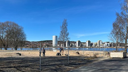 På en grusplan med byggstaket runt står fyra personer med skottkärra, spadar, och sopsäckar. I bakgrunden ser man Munksjön och Munksjöstadens bebyggelse.