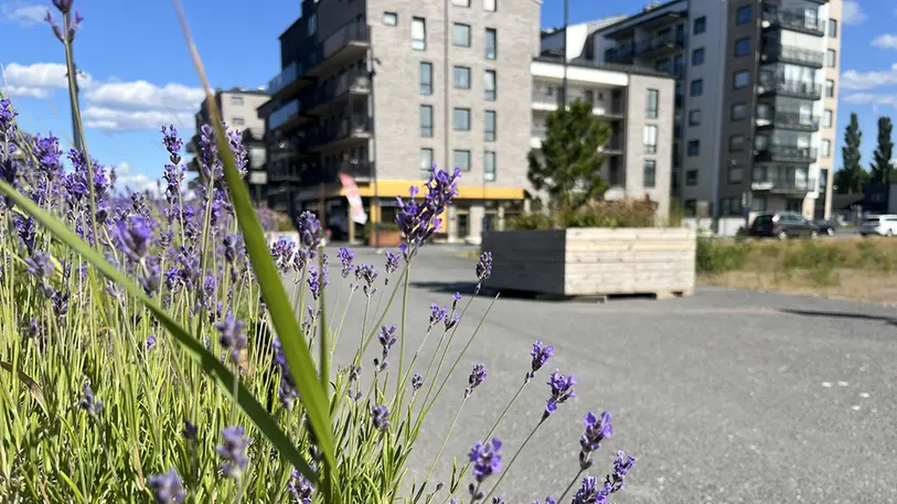 Lavendel i förgrunden. En asfalterad gata och ett våningshus syns i bakgrunden. 